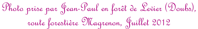 Photo prise par Jean-Paul en forêt de Levier (Doubs),  route forestière Magrenon, Juillet 2012